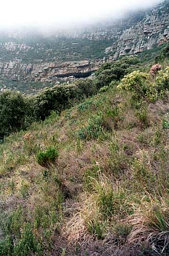 Woodstock Cave gully