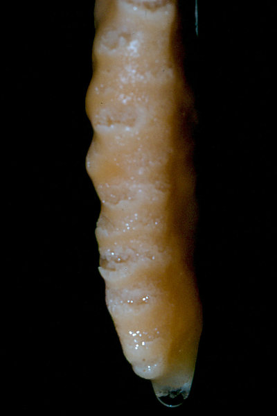 Efflux September 1977
