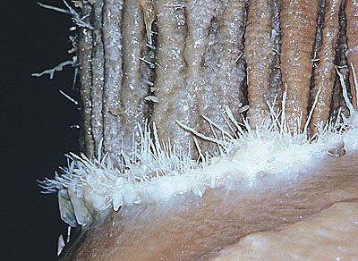 Cango2 Helictites 01