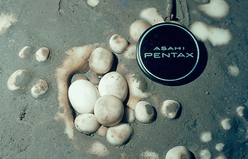 Efflux Cave Pearls